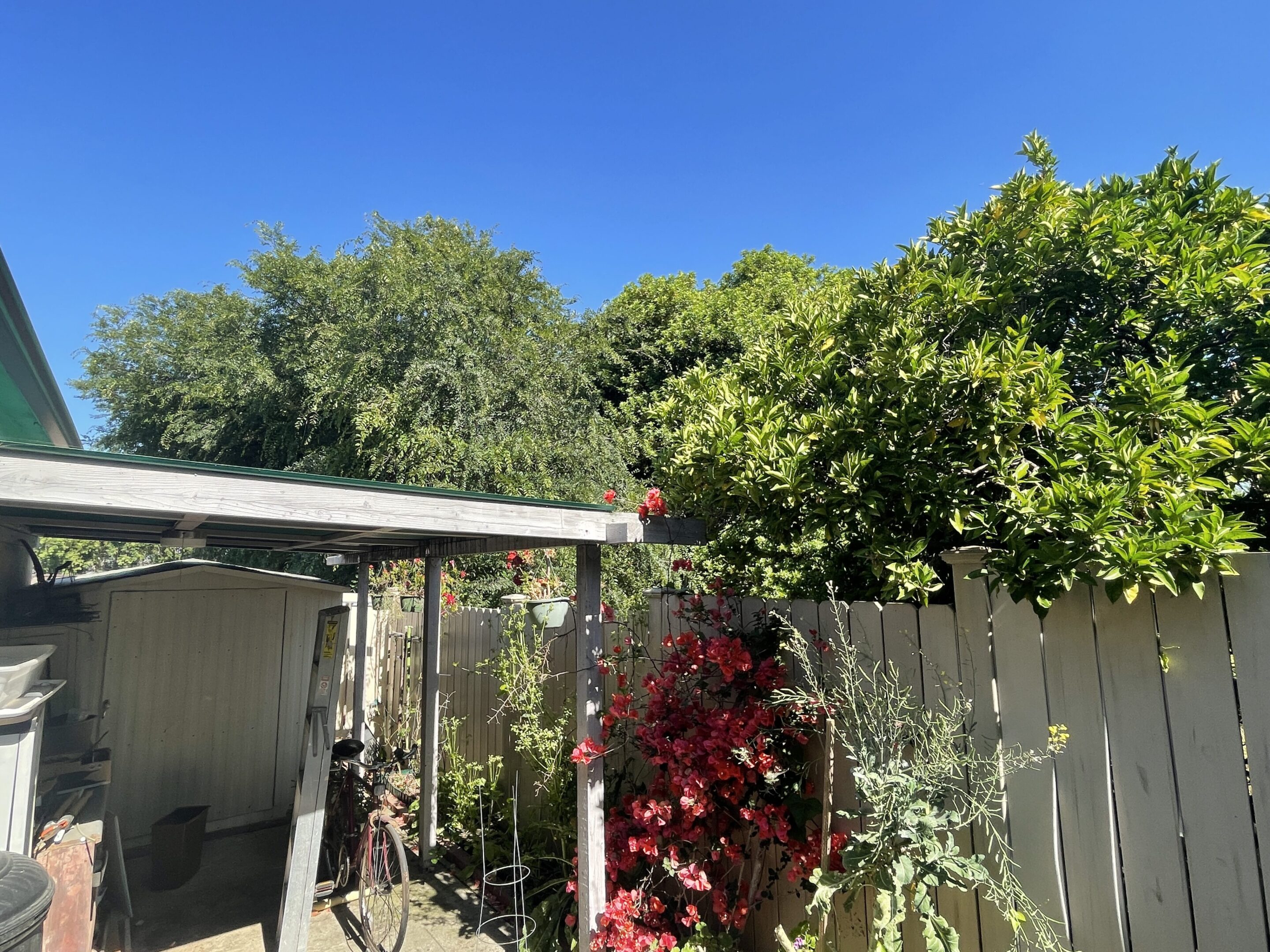 Sunny backyard with green trees and colorful plants under a clear blue sky.
